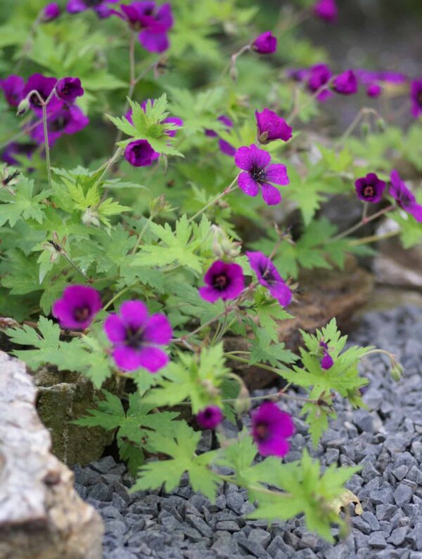 Geranium Ann Folkard