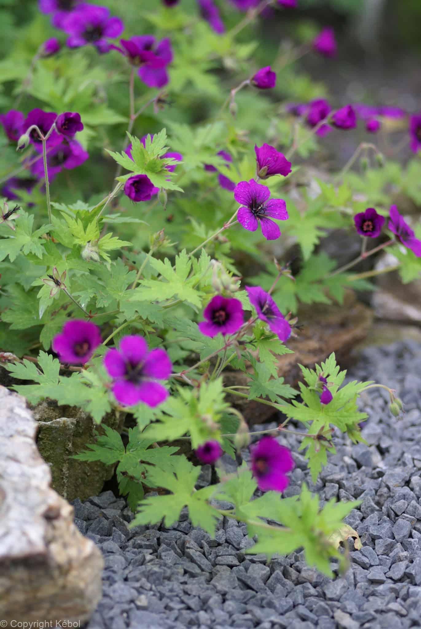 Geranium Ann Folkard