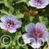 Geranium Crystal Lake