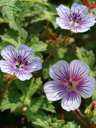 Geranium Crystal Lake - bag