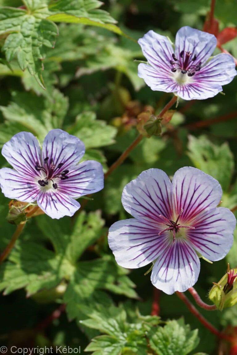 Geranium Crystal Lake