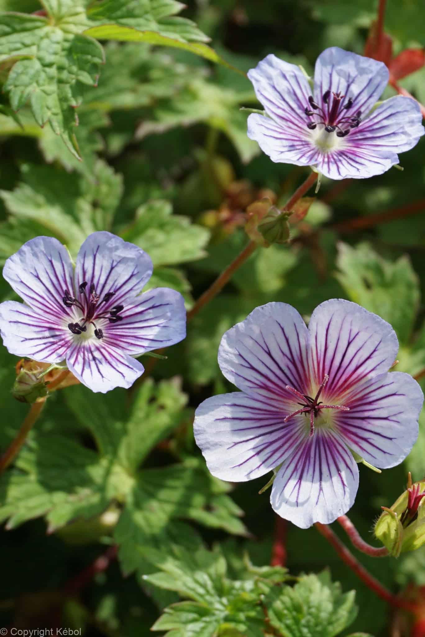 Geranium Crystal Lake