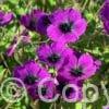 Geranium Dragon Heart