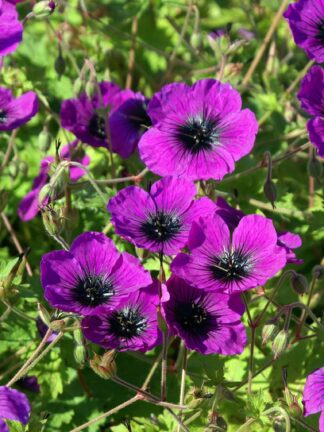Geranium Dragon Heart - bag