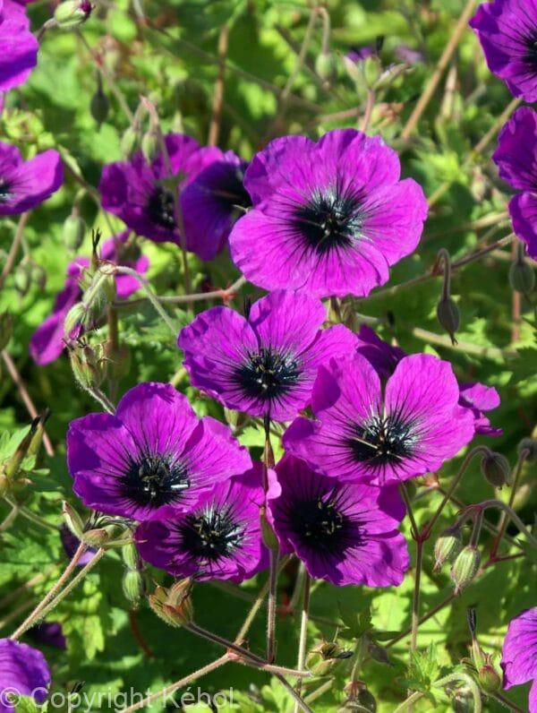 Geranium Dragon Heart