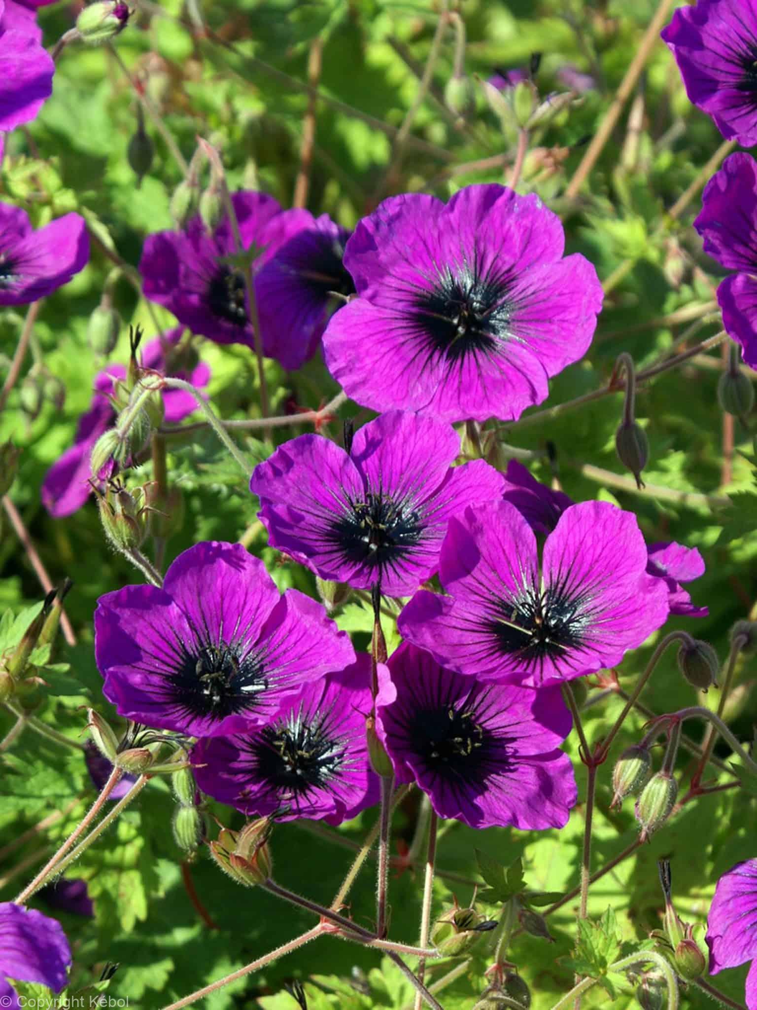 Geranium Dragon Heart