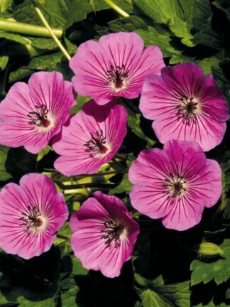 Geranium Pink Penny - bag