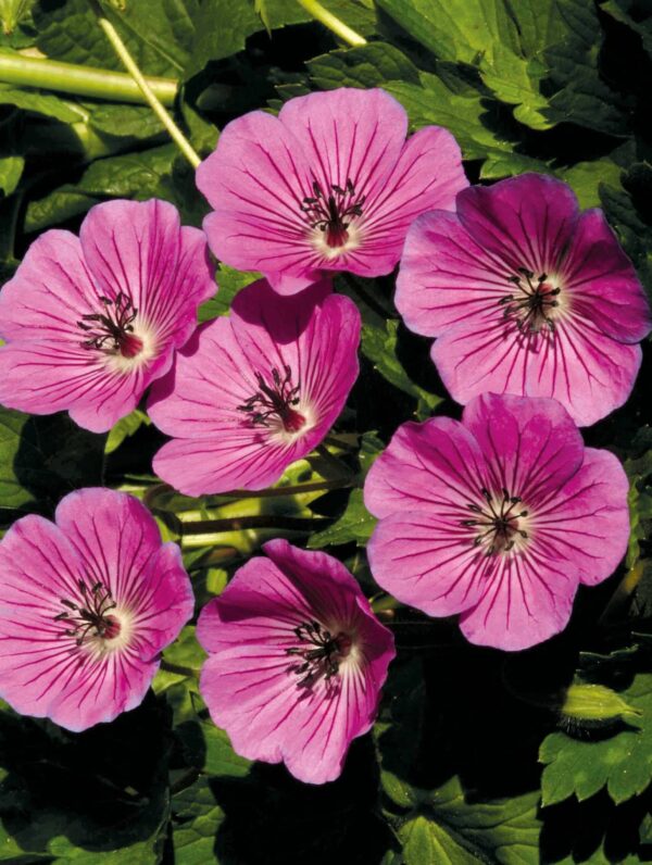 Geranium Pink Penny - case
