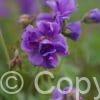 Geranium Plenum