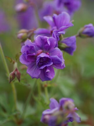 Geranium Plenum - bag