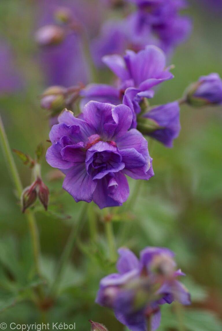 Geranium Plenum