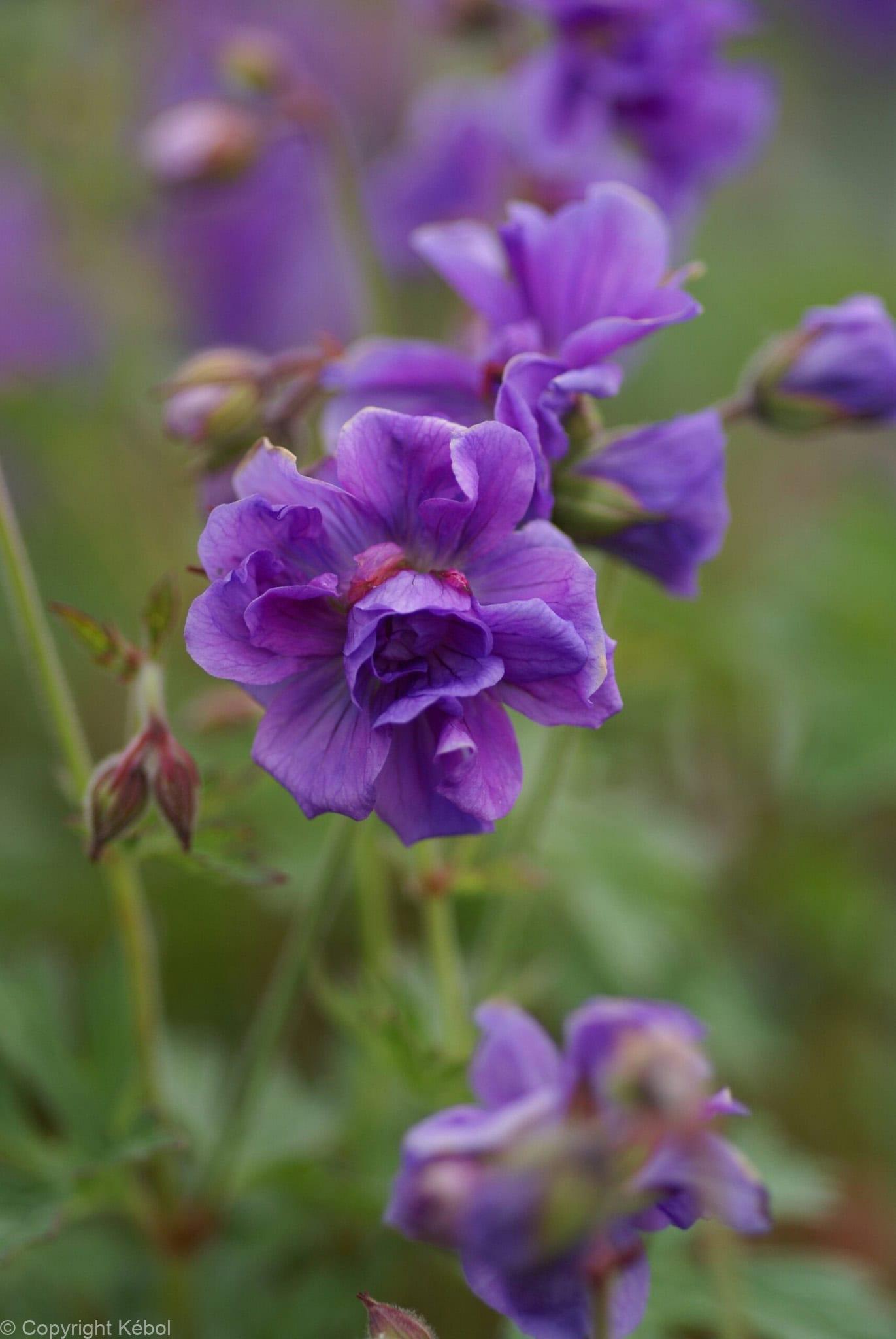 Geranium Plenum