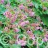 Geranium Ingwersen's Variety