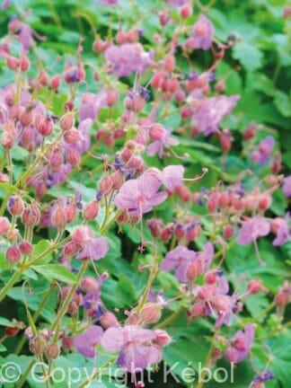 Geranium Ingwersen's Variety - bag