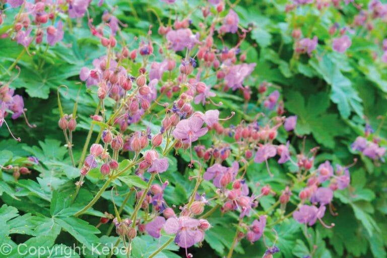 Geranium Ingwersen's Variety