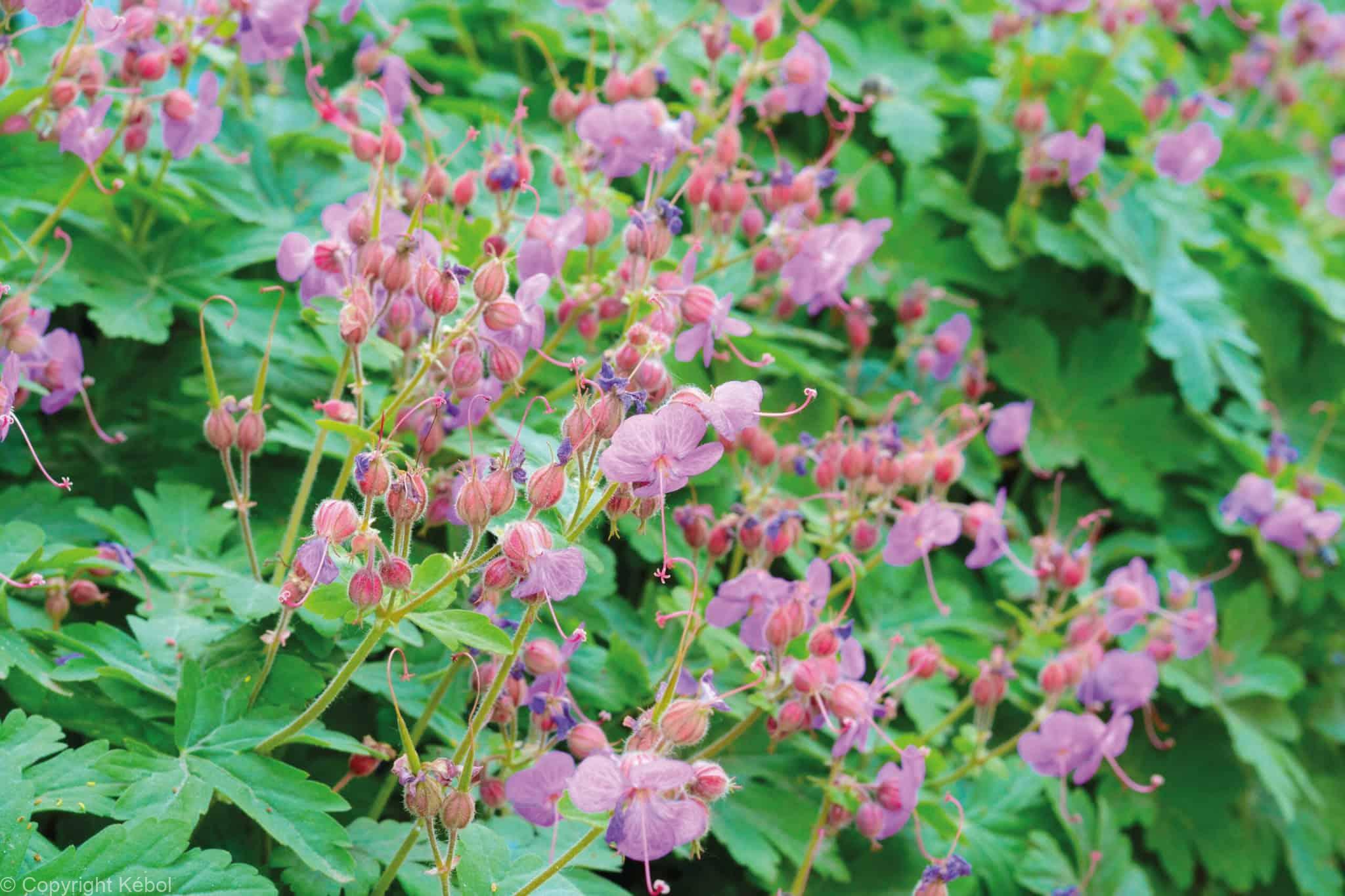 Geranium Ingwersen's Variety