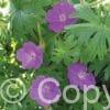 Geranium sanguineum