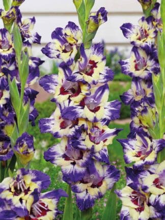 Gladiolus hybrid Circus Club  - bag