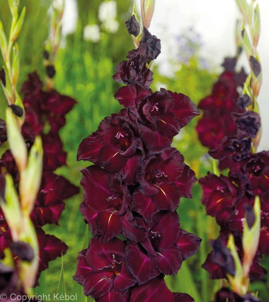 Kebol Shell Gladiolus hybrid Espresso - case - Kébol