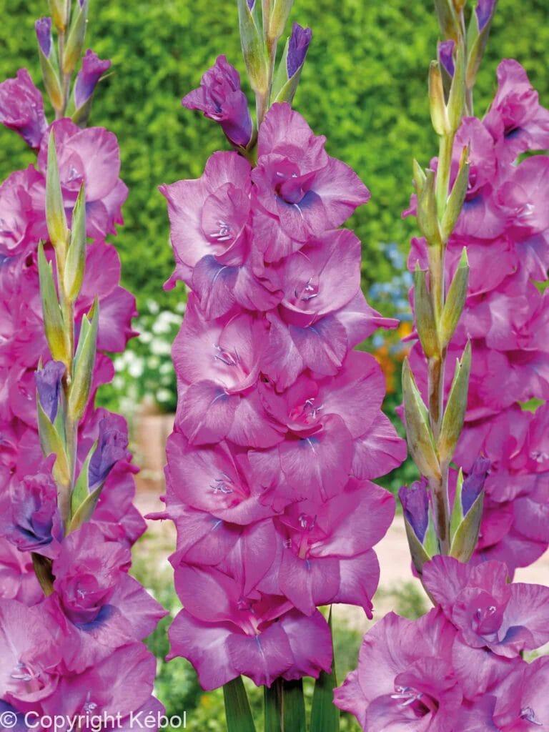 Kebol Shell Gladiolus hybrid Evident - case - Kébol