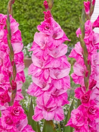 Gladiolus hybrid Fairytale Pink - bag