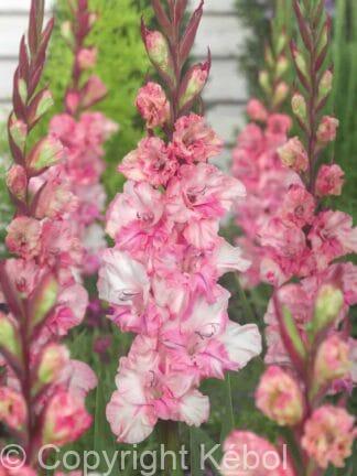 Gladiolus hybrid Krasnodar  - bag