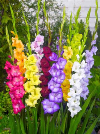 Gladiolus hybrid Mix - bag