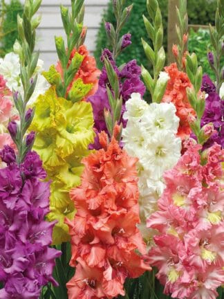 Gladiolus hybrid Ruffled Mix  - bag
