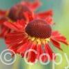 Helenium Moerheim Beauty
