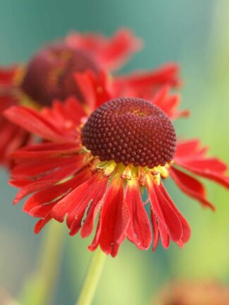 Helenium Moerheim Beauty - case