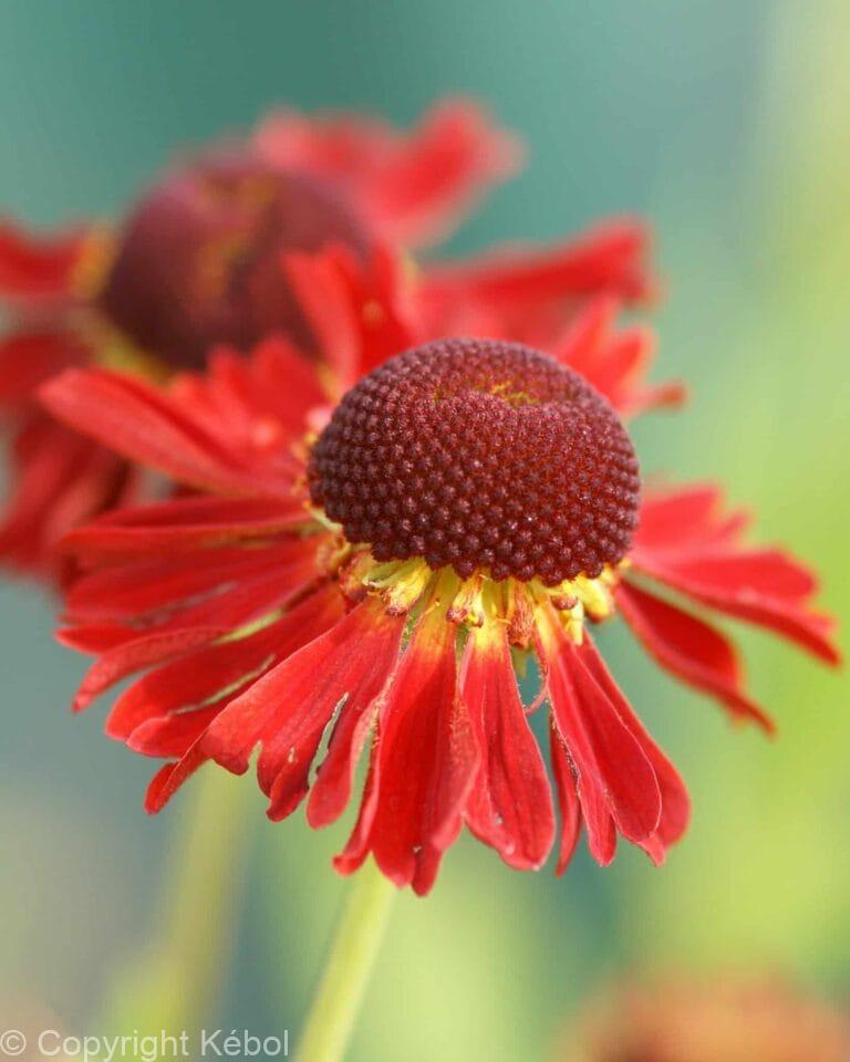 Helenium Moerheim Beauty
