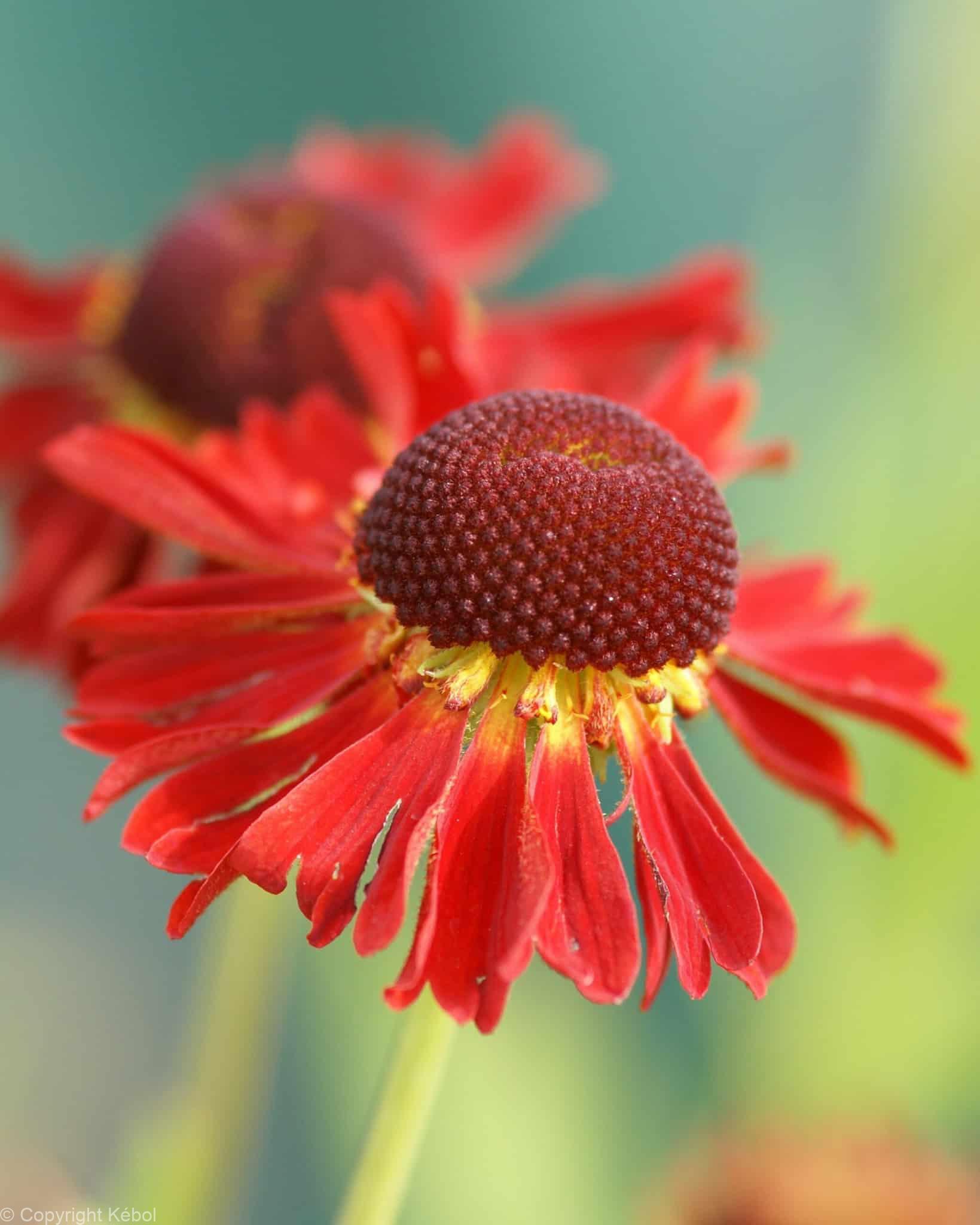 Helenium Moerheim Beauty