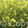 Helianthus Lemon Queen