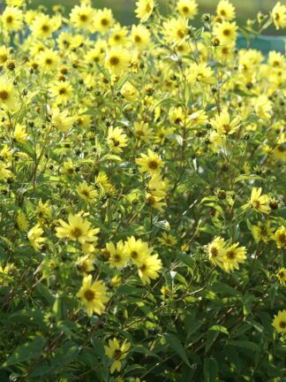 Helianthus Lemon Queen