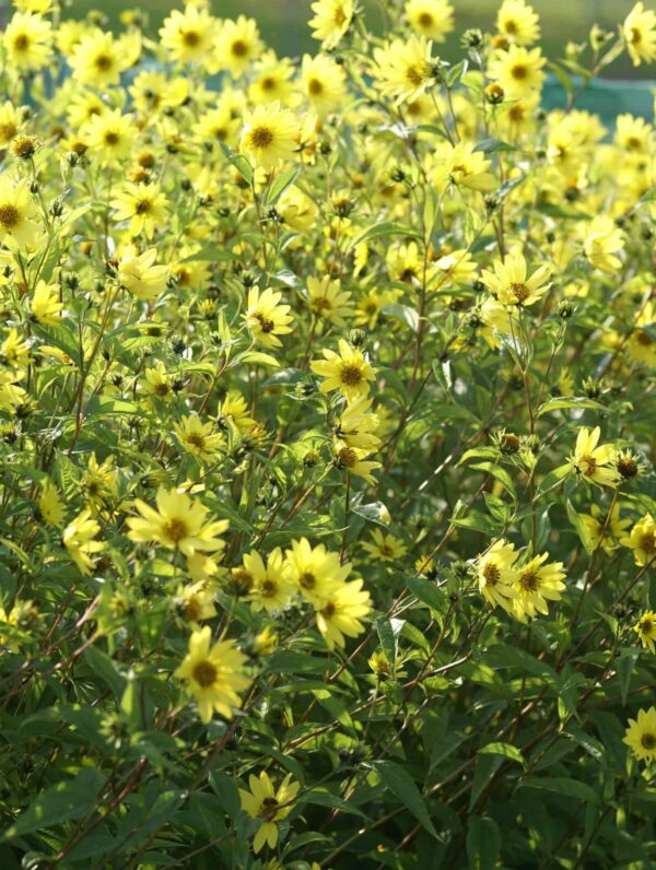 Helianthus Lemon Queen - case