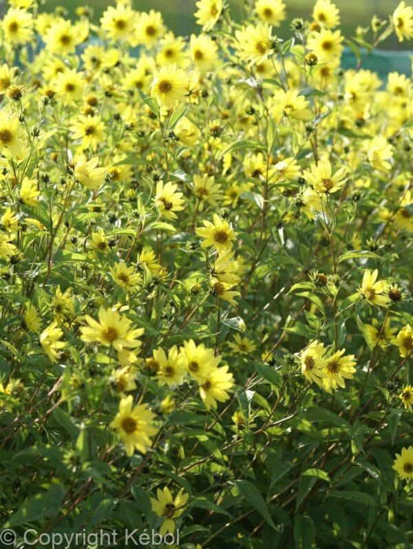 Helianthus Lemon Queen