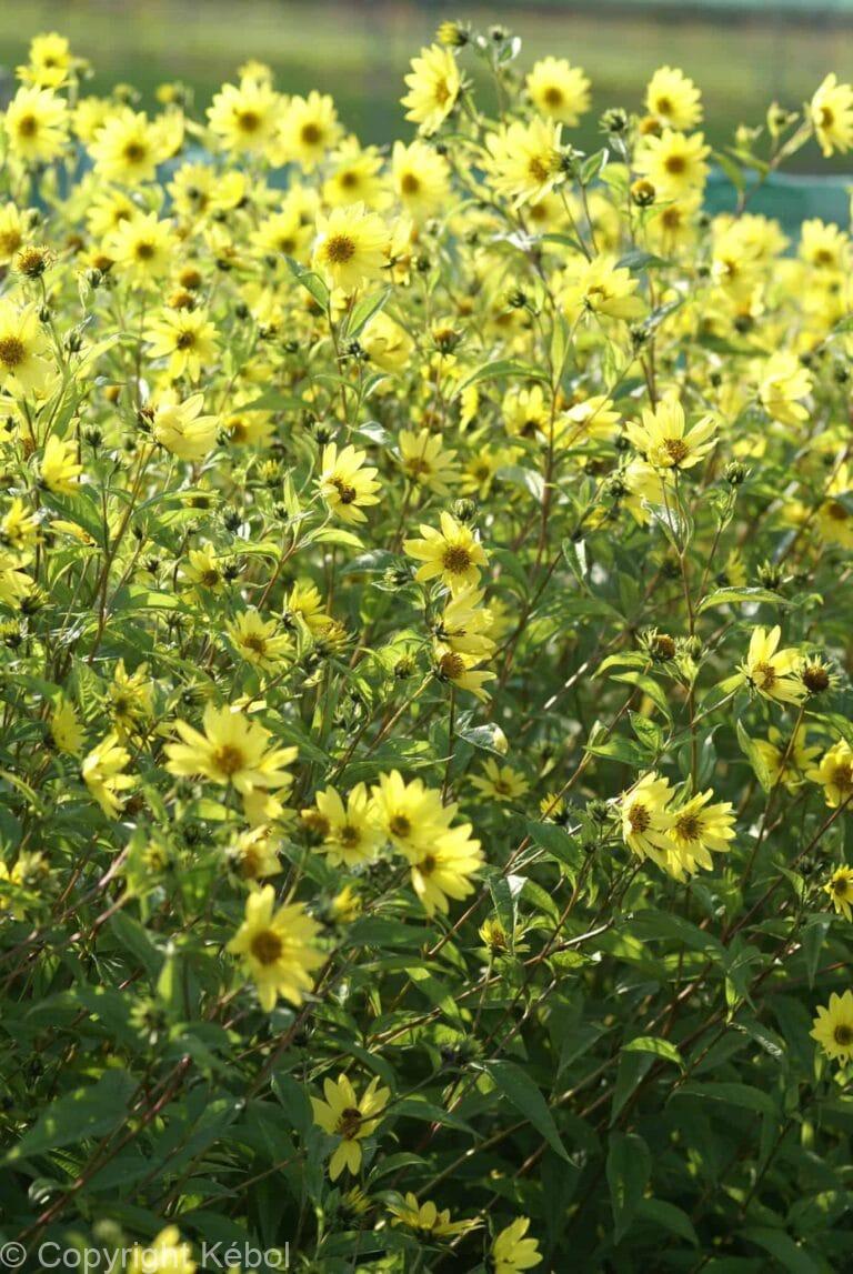 Helianthus Lemon Queen