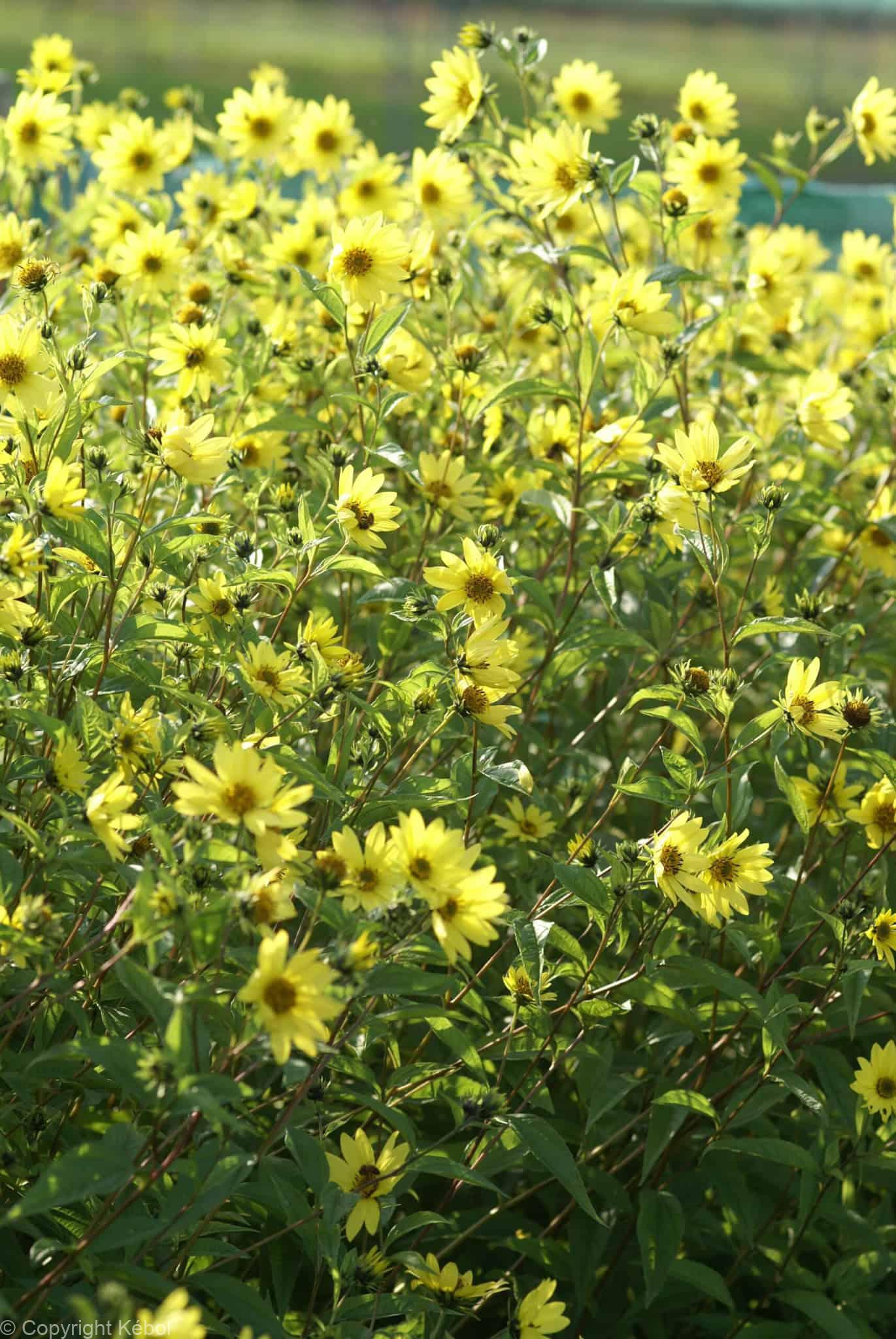 Helianthus Lemon Queen