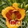 Hemerocallis Andy Dandy