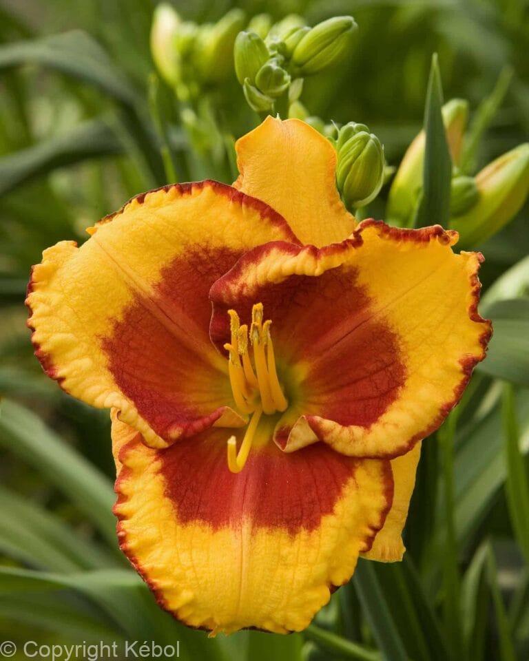 Hemerocallis Andy Dandy