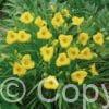 Hemerocallis Bakabana