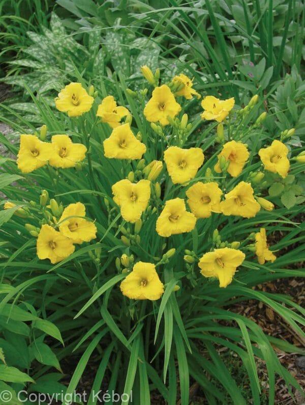 Hemerocallis Bakabana
