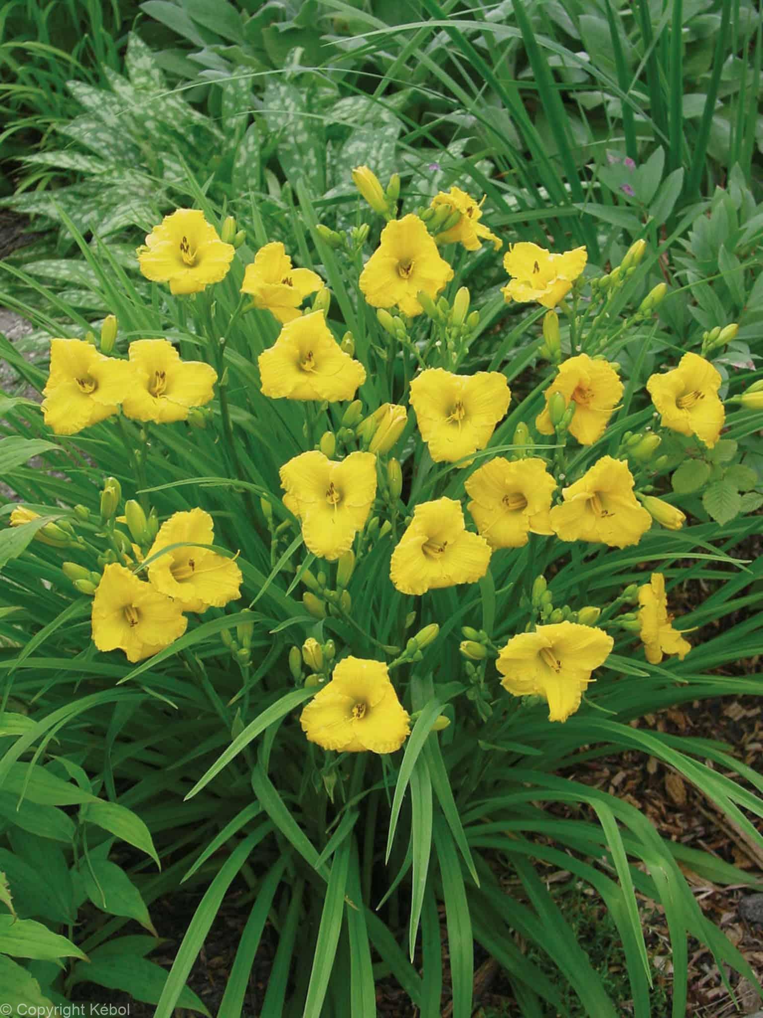 Hemerocallis Bakabana