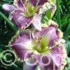 Hemerocallis Bestseller