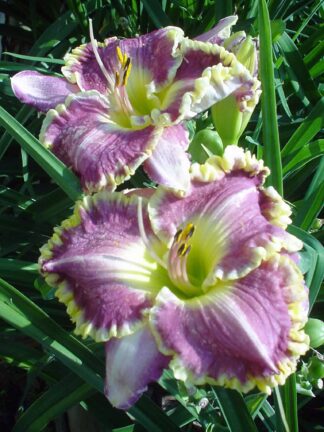 Hemerocallis Bestseller