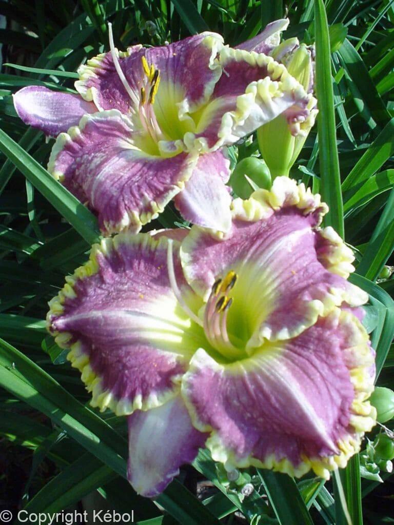 Hemerocallis Bestseller