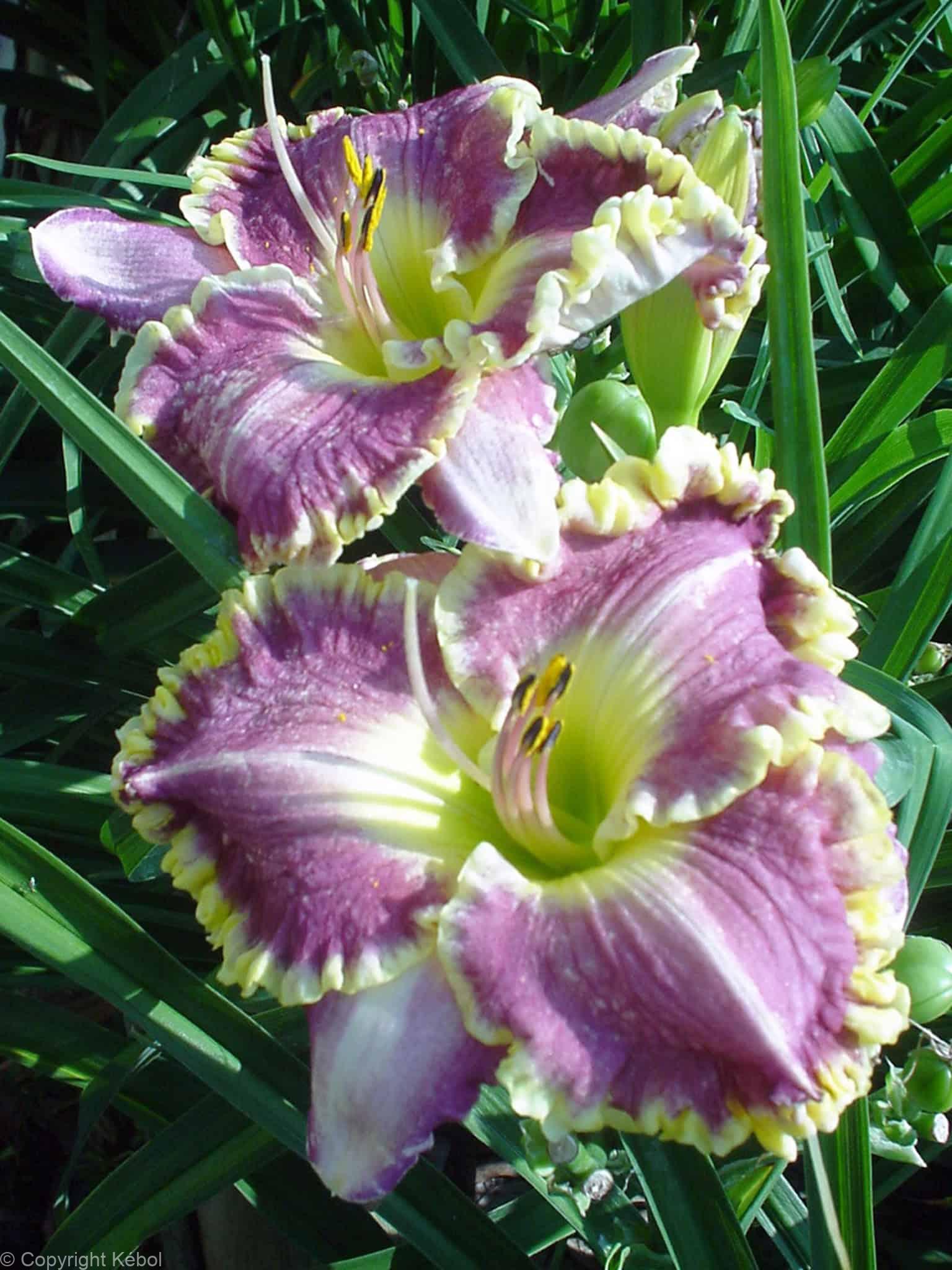 Hemerocallis Bestseller