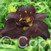 Hemerocallis Bogeyman