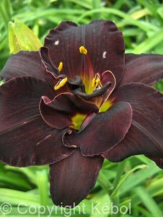 Hemerocallis Bogeyman - bag