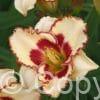 Hemerocallis Cryptic Message